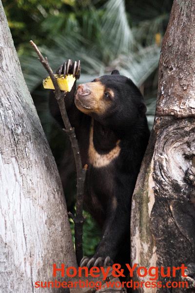 上野動物園　マレーグマ　モモコ