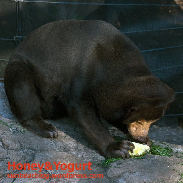 上野動物園　マレーグマ　キョウコ
