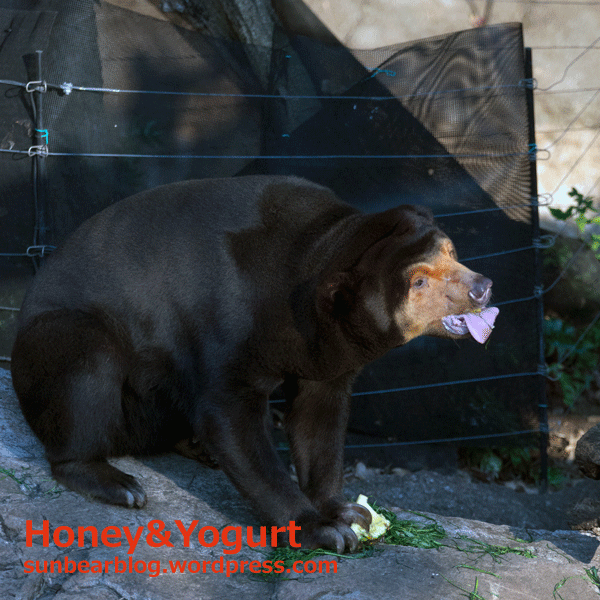 上野動物園　マレーグマ　キョウコ