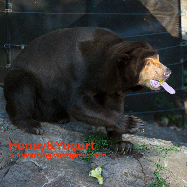 上野動物園　マレーグマ　キョウコ