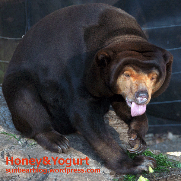 上野動物園　マレーグマ　キョウコ