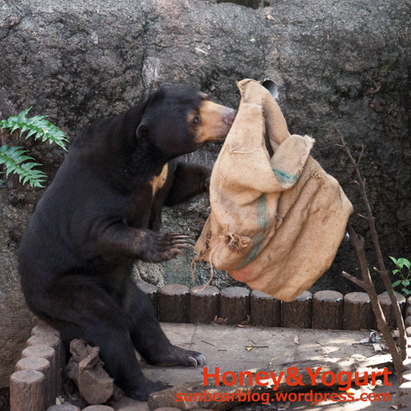 上野動物園　マレーグマ　モモコ