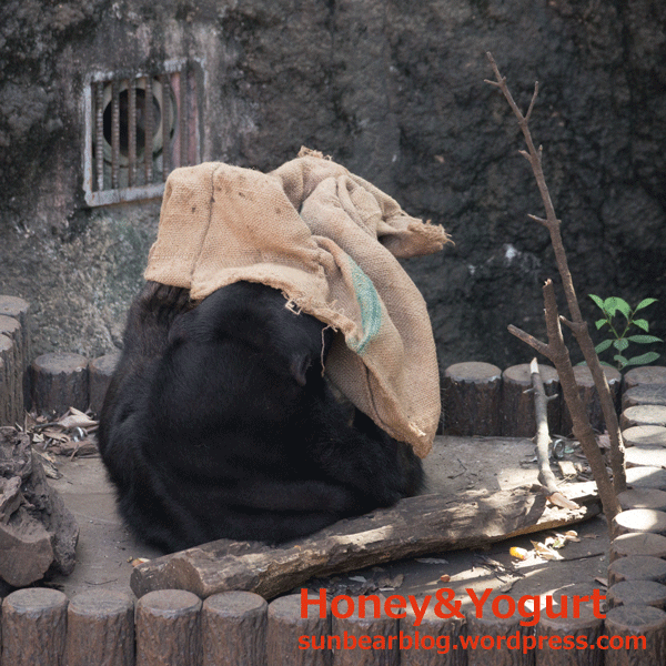 上野動物園　マレーグマ　モモコ