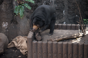上野動物園　マレーグマ　モモコ