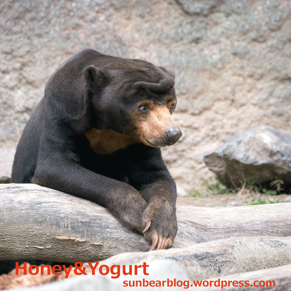鹿児島 平川動物公園 マレーグマ アトム