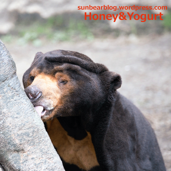 鹿児島 平川動物公園 マレーグマ アトム