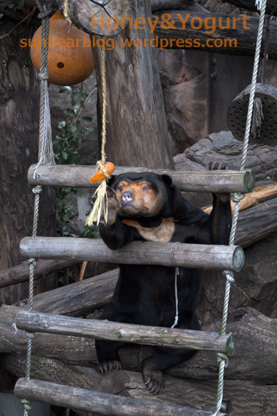上野動物園　マレーグマ　キョウコ
