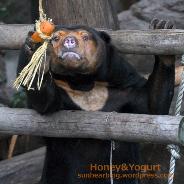 上野動物園　マレーグマ　キョウコ