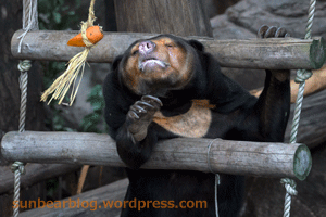 上野動物園　マレーグマ　キョウコ