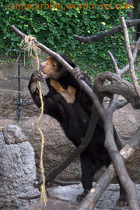 上野動物園　マレーグマ　キョウコ