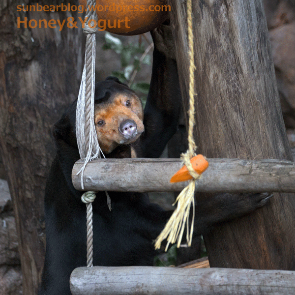 上野動物園　マレーグマ　キョウコ