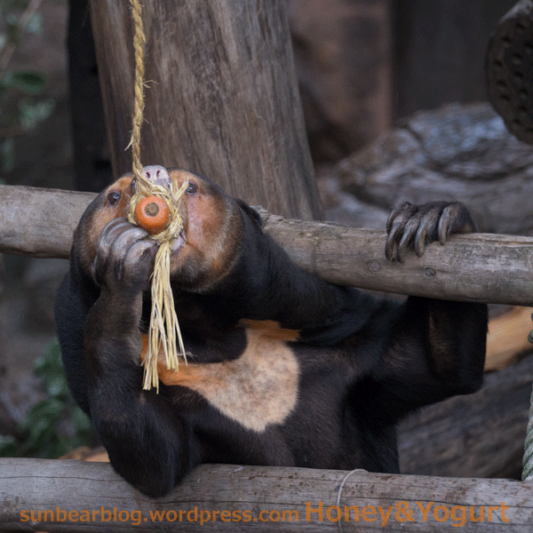 上野動物園　マレーグマ　キョウコ