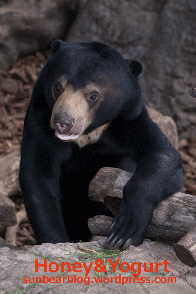 上野動物園　マレーグマ　フジ