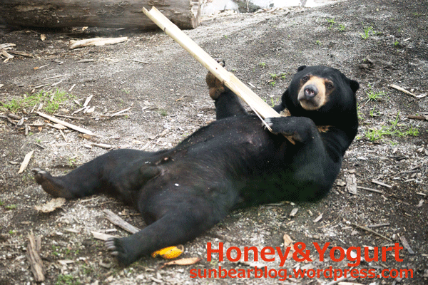 円山動物園 マレーグマ ウメキチ