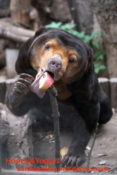 上野動物園　マレーグマ　キョウコ