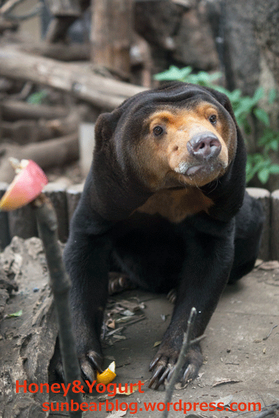 上野動物園　マレーグマ　キョウコ