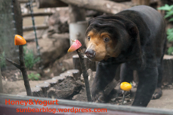 上野動物園　マレーグマ　キョウコ