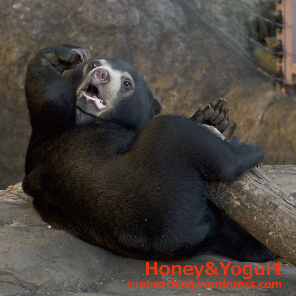 上野動物園　マレーグマ　フジ