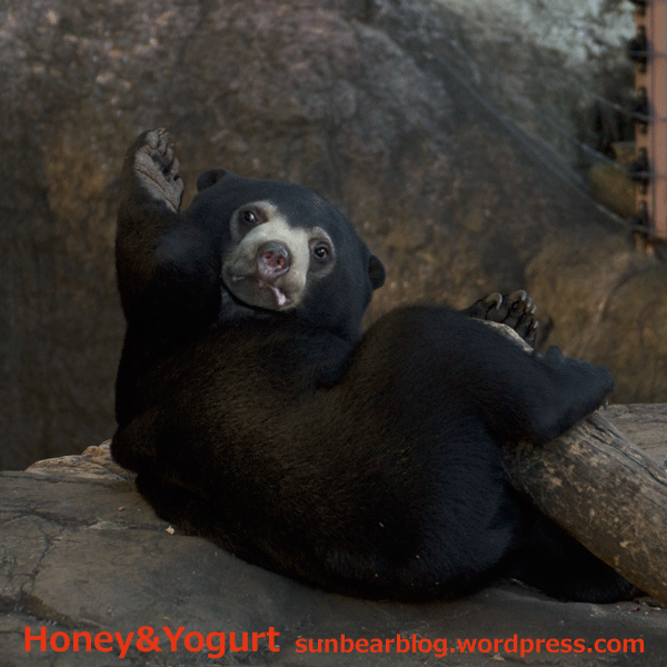 上野動物園　マレーグマ　フジ