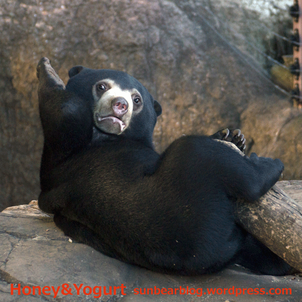 上野動物園　マレーグマ　フジ
