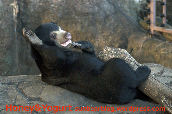 上野動物園　マレーグマ　フジ