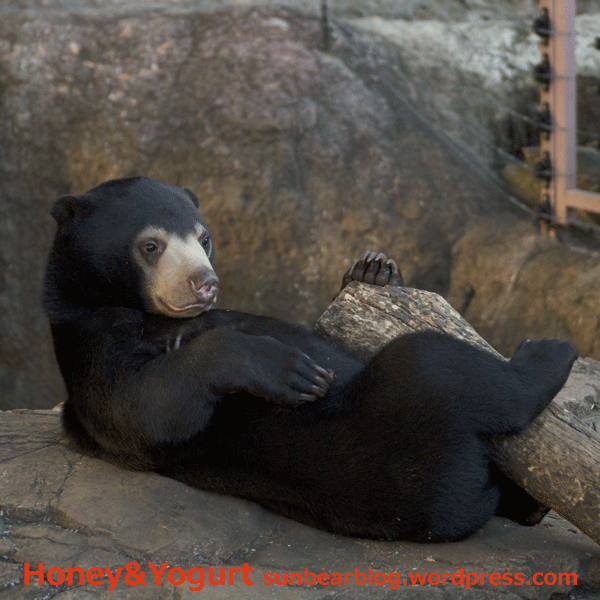 上野動物園　マレーグマ　フジ