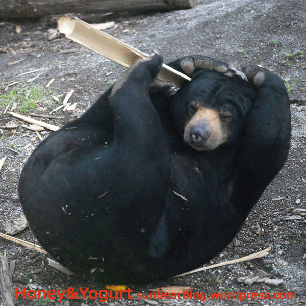 円山動物園 マレーグマ ウメキチ