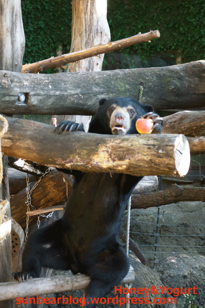上野動物園　マレーグマ　フジ