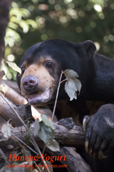 上野動物園 マレーグマ アズマ