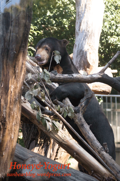 上野動物園 マレーグマ アズマ