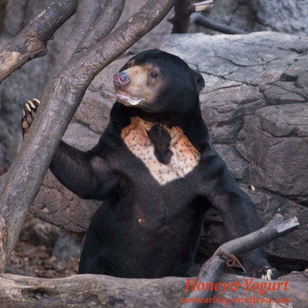 上野動物園 マレーグマ アズマ