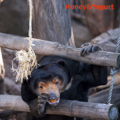上野動物園　マレーグマ　キョウコ