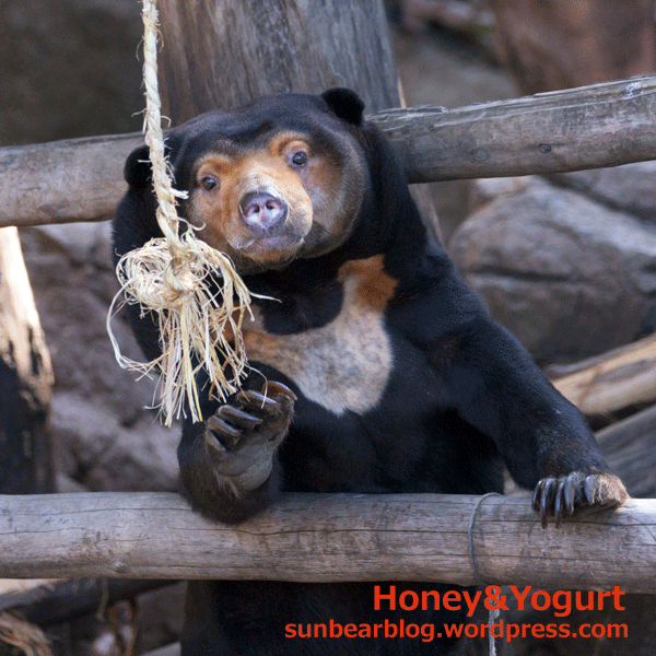 上野動物園　マレーグマ　キョウコ