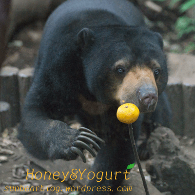 上野動物園　マレーグマ　モモコ