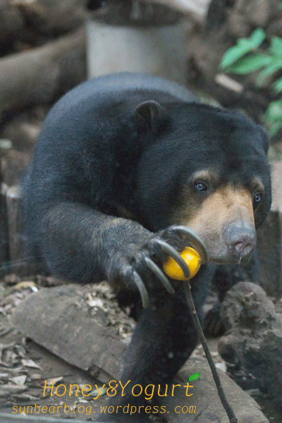 上野動物園　マレーグマ　モモコ