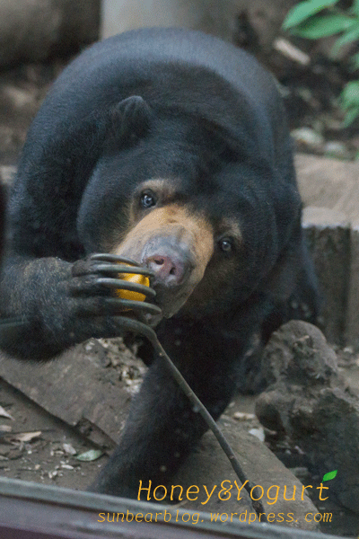 上野動物園　マレーグマ　モモコ