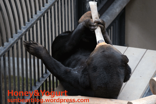 福岡市動物園　マレーグマ　マチ