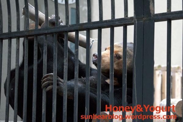 福岡市動物園　マレーグマ　マチ