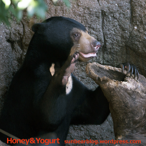 上野動物園　マレーグマ　フジ