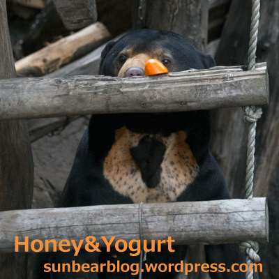 上野動物園　マレーグマ　アズマ