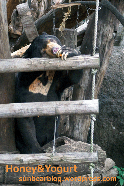 上野動物園　マレーグマ　アズマ