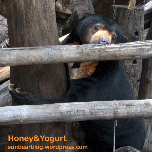 上野動物園　マレーグマ　アズマ