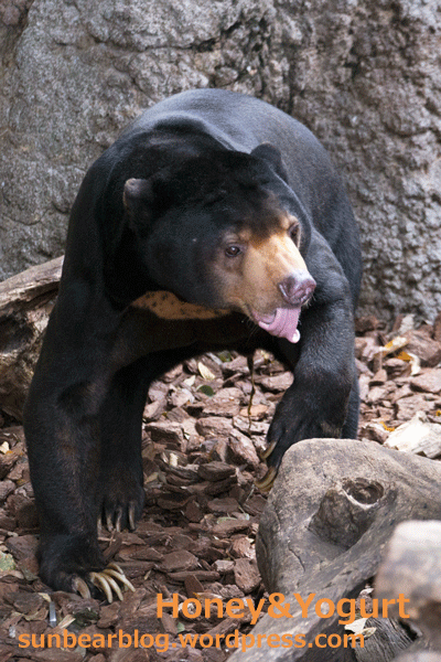 上野動物園　マレーグマ　アズマ