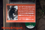 上野動物園　マレーグマ舎