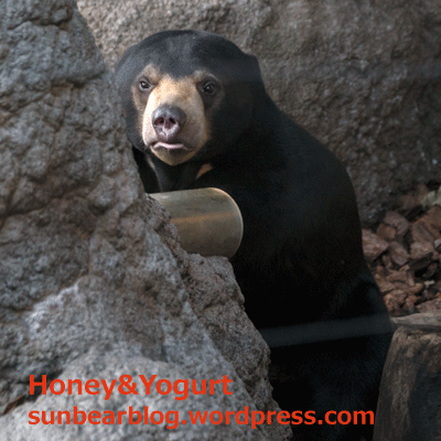 上野動物園　マレーグマ　フジ