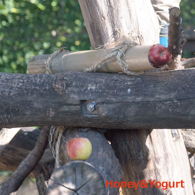 上野動物園　マレーグマ舎