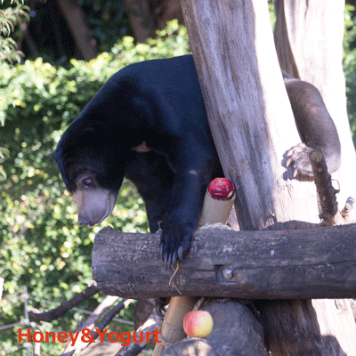 上野動物園　マレーグマ　フジ