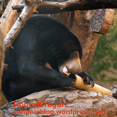 上野動物園　マレーグマ　フジ