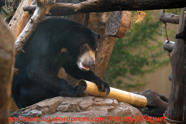 上野動物園　マレーグマ　フジ