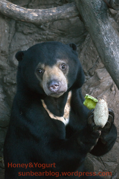 上野動物園　マレーグマ　フジ